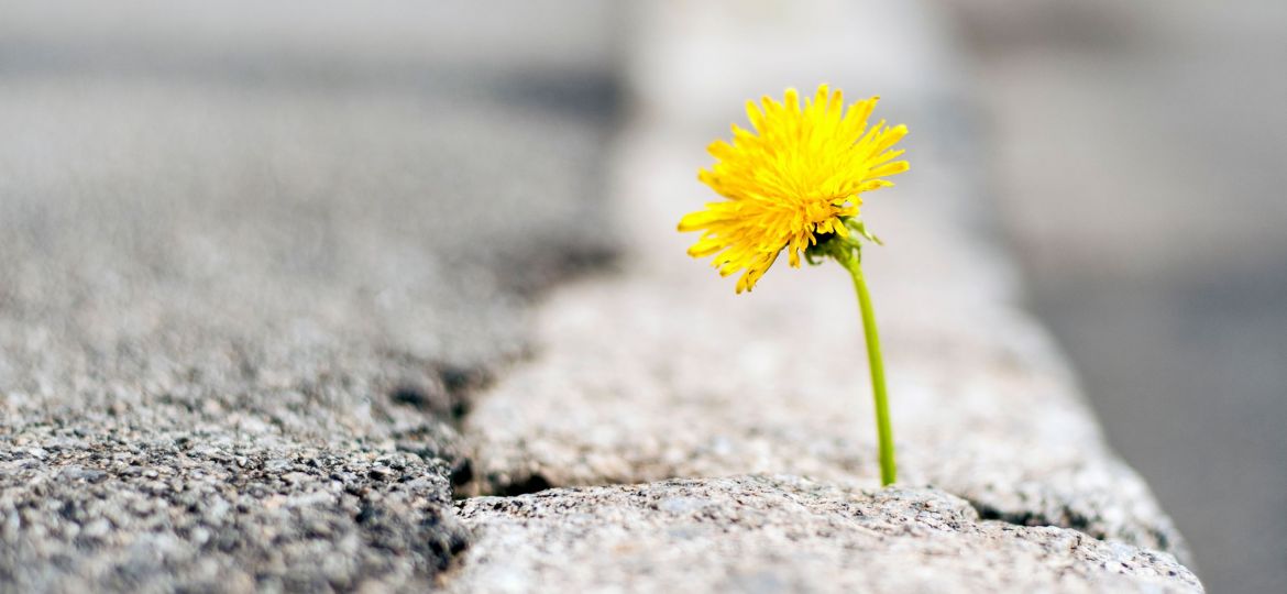 adaptability