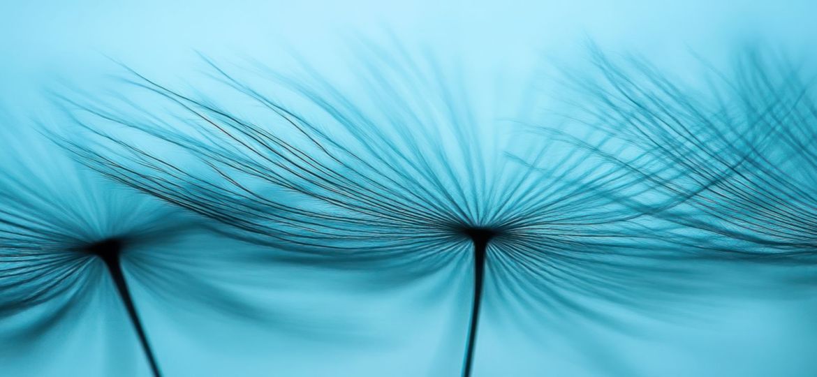 Delicate strands of dandelion seeds floating gracefully against a tranquil blue background, capturing the essence of nature's beauty and fragility in a minimalist composition