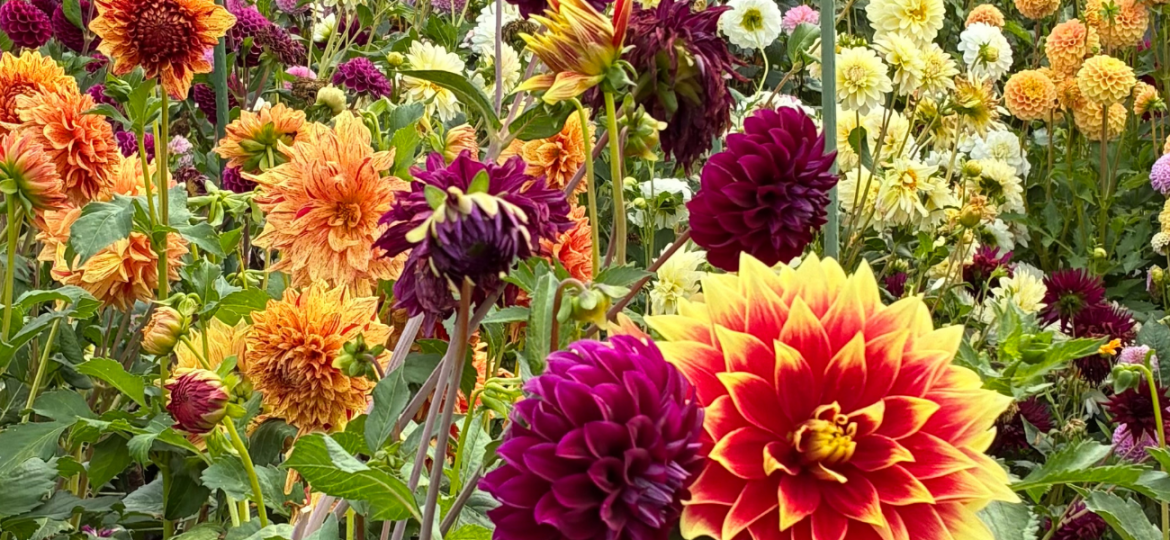 Who Gets Seen No Title